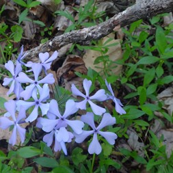 Phlox divaricata (wild blue phlox)